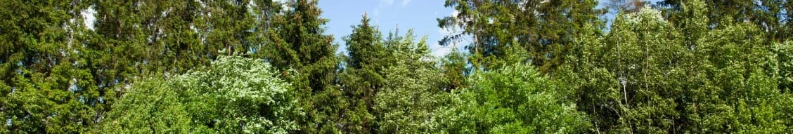 Mercer International Inc. banner