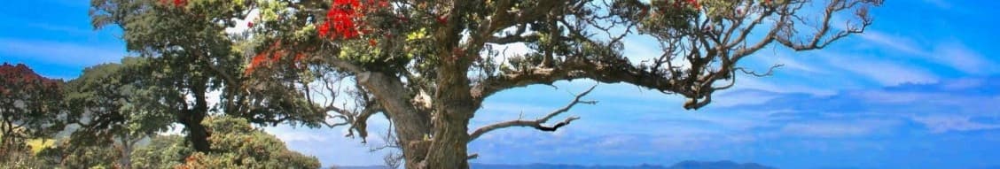 Beach Road Company banner