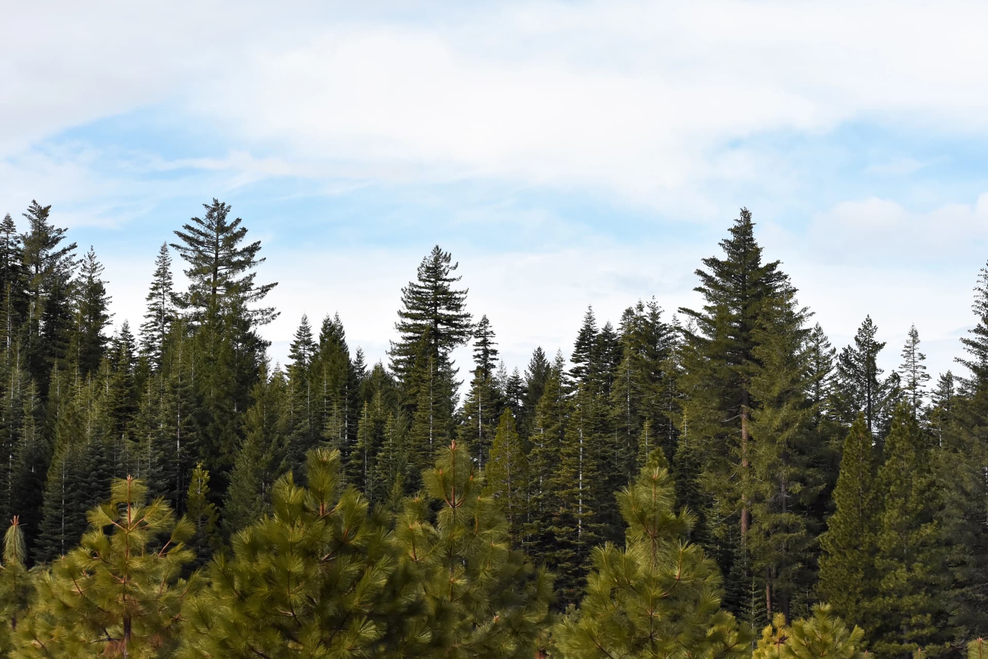 Sierra Pacific Industries banner