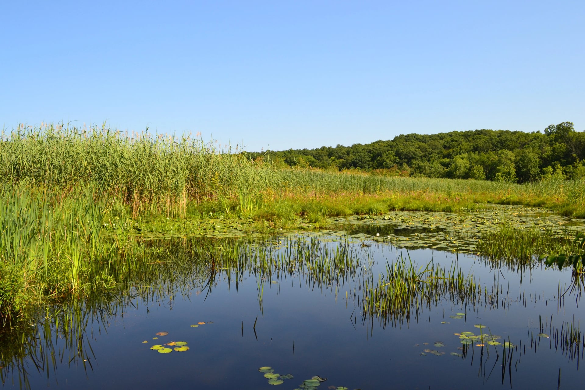 First Environment banner