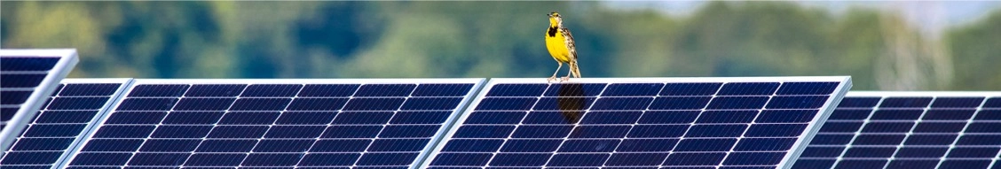 Lightsource Bp banner