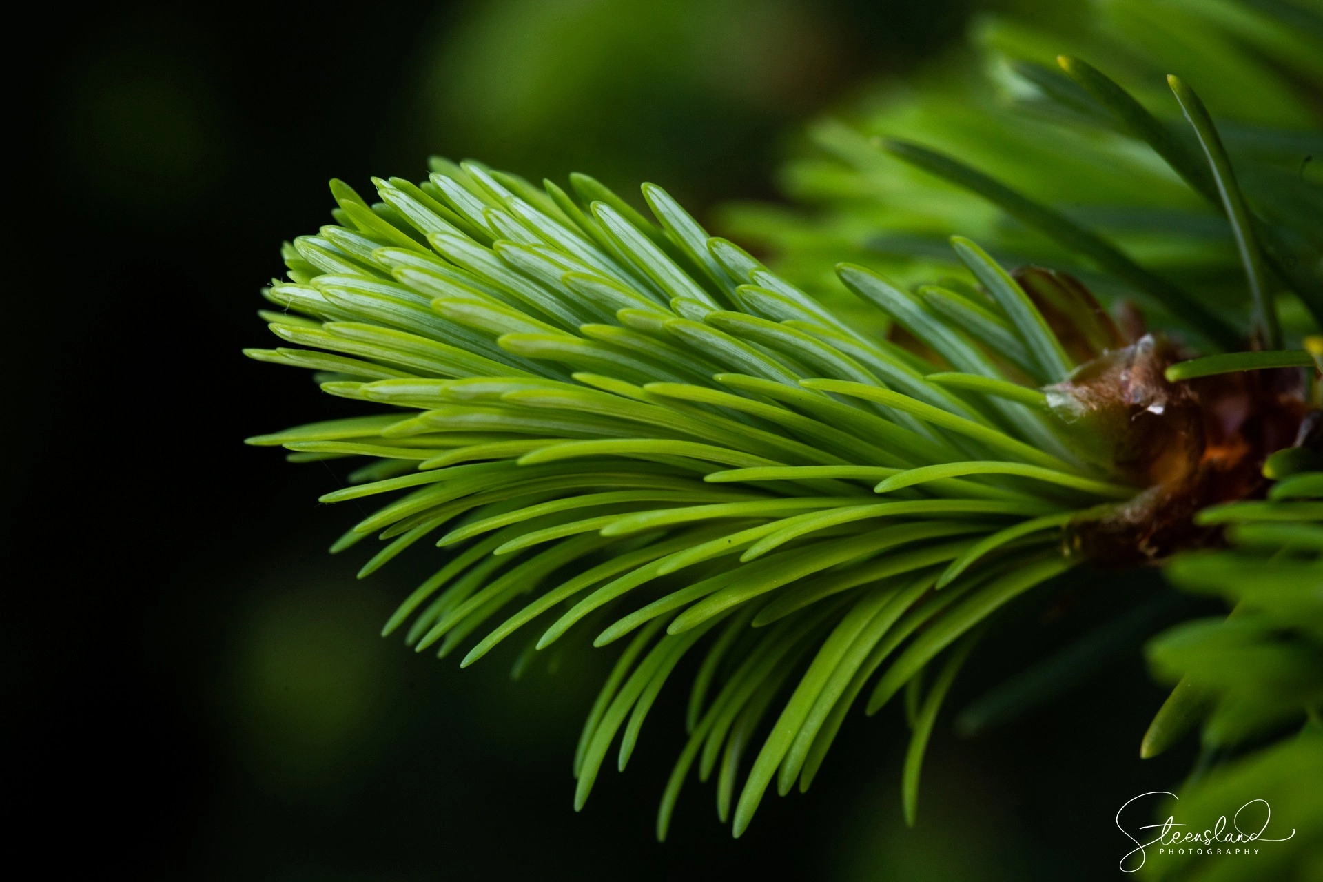 Roseburg Forest Products