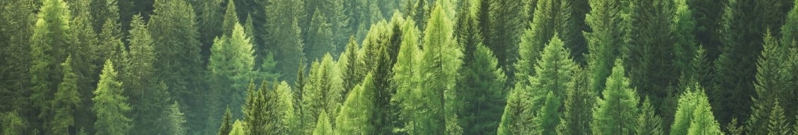 Binderholz Group banner