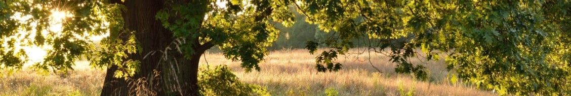 Southern Ecological Solutions (Ses)