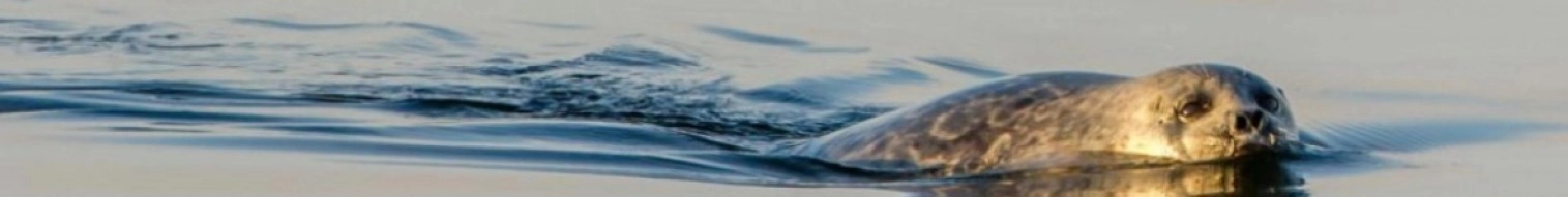 Kikiktagruk Inupiat Corporation banner