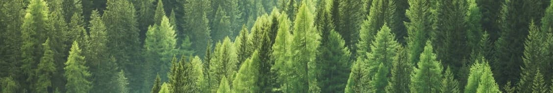 Binderholz Group banner