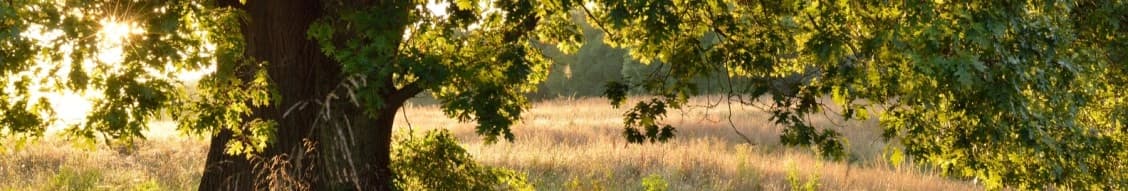 Southern Ecological Solutions (Ses) banner