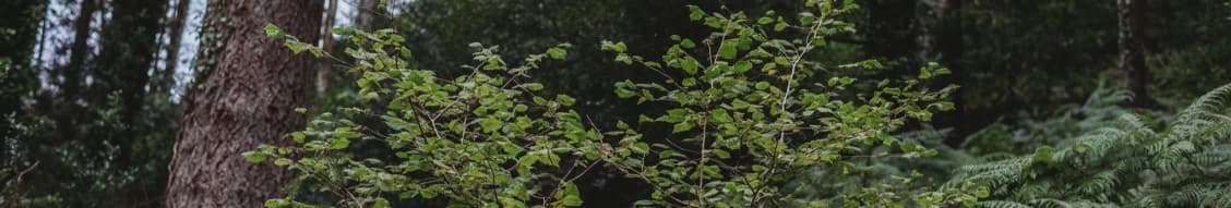 small woods association banner