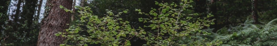 small woods association banner